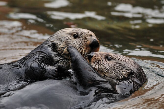 Best Whale Watching and Wildlife Shore Excursion in Sitka - Additional Information