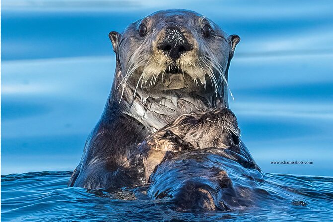 Best Whale Watching and Wildlife Shore Excursion in Sitka - Booking and Confirmation