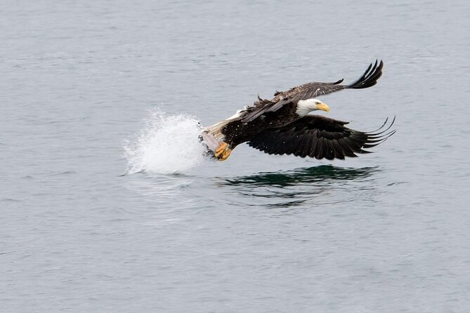 Best Whale Watching and Wildlife Shore Excursion in Sitka - Accessibility and Restrictions