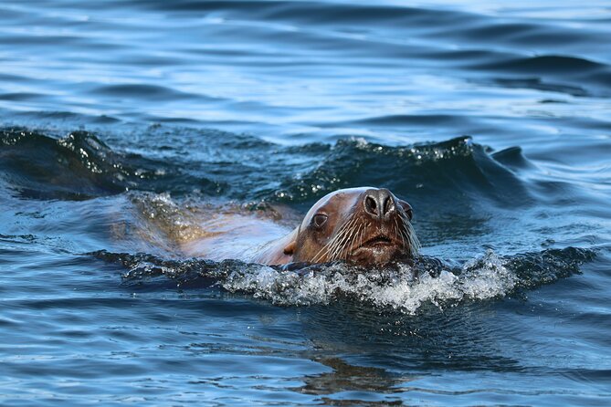 Best Whale Watching and Wildlife Shore Excursion in Sitka - Transportation and Location
