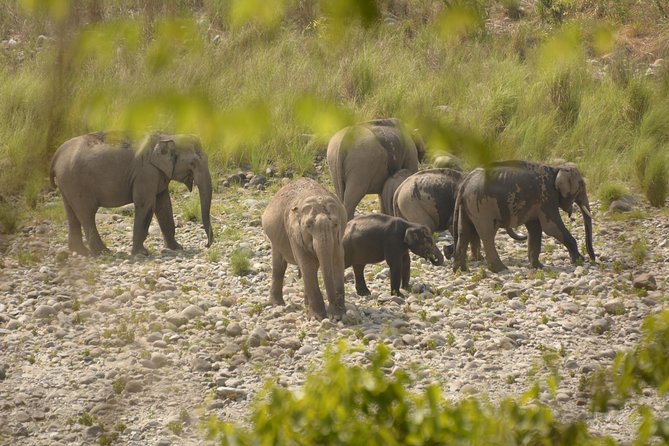 Best Wilderness Experience Through Jim Corbett Experience - Key Points
