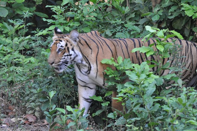 Best Wilderness Experience Through Jim Corbett Experience - Pickup and Travel Logistics
