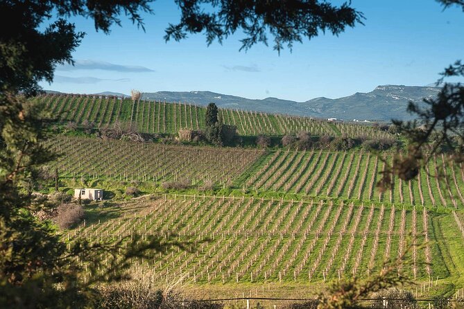 Best Wines of Crete: Wine Tasting Tour & Traditional Lunch - Insights Into Winemaking Traditions