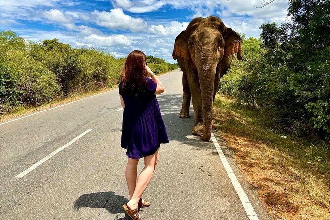 Best Yala Shared Leopard Safari: Tissamaharama Wildlife Tours - Key Points
