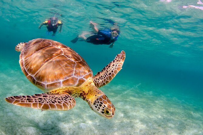 Bestseller! Tulum Private Tour With Turtles and Cenote Snorkeling - Tour Logistics