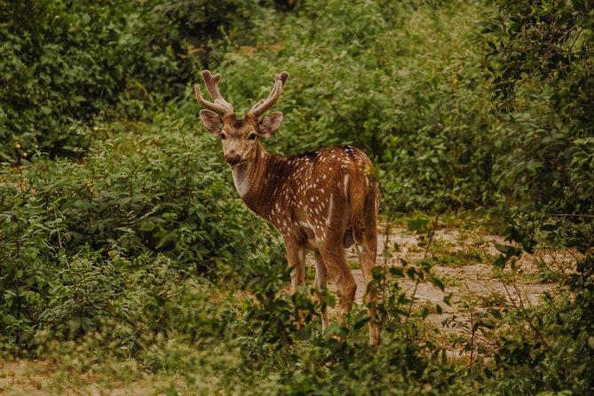 Bharatpur Bird Watching & Wildlife From Delhi - Meeting and Pickup