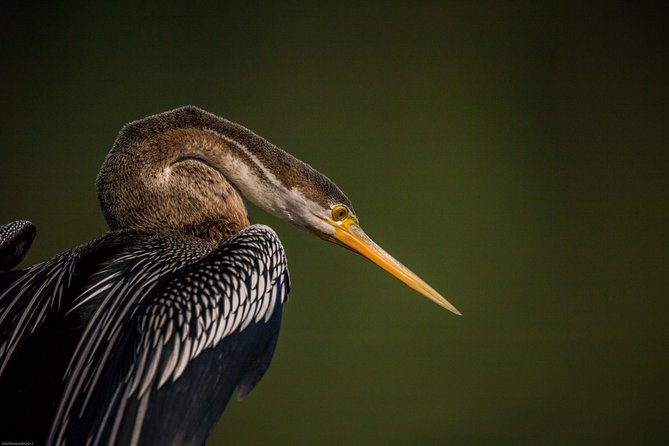 Bharatpur Bird Watching & Wildlife From Delhi - Additional Details