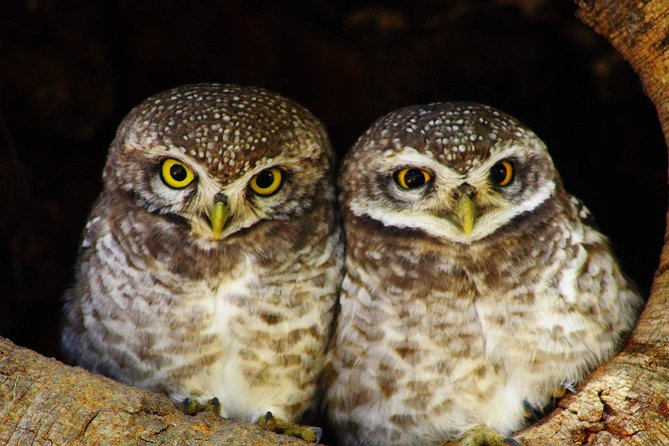 Bharatpur Bird Watching & Wildlife From Delhi - Bike Tour Adventure