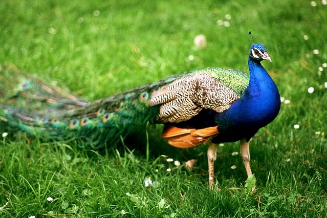 Bharatpur Birding Adventure From Delhi - Birdwatching Tour Overview