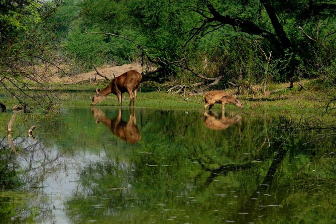 Bharatpur Birding Adventure From Delhi - Pickup Information