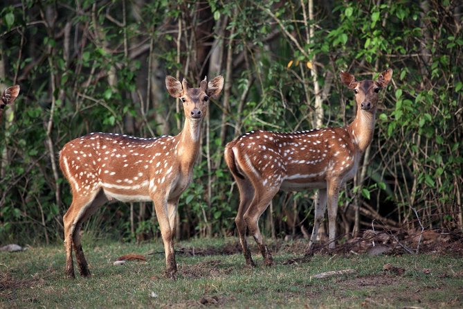 Bhubaneshwar, Bhitarkanika & Similipal Tiger Reserve Tour - Explore Bhubaneswar