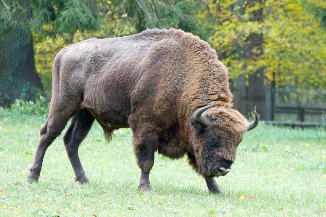 Bialowieza National Park Small Group Tour From Warsaw With Lunch Included - Inclusions and Logistics