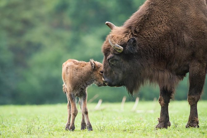 Bialowieza National Park Small Group Tour From Warsaw With Lunch Included - Exploring Bialowieza National Park