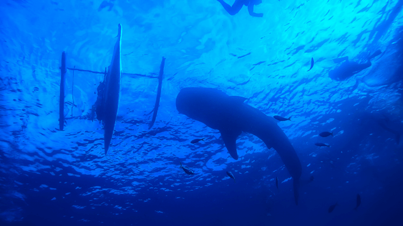 Bicol Philippines: Donsol Sorsogon Whale Shark Interaction - Pickup and Transportation Options