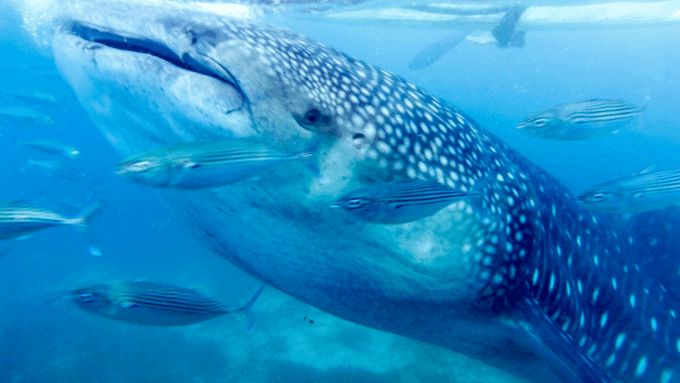 Bicol Philippines: Donsol Sorsogon Whale Shark Interaction - Booking Flexibility and Pricing