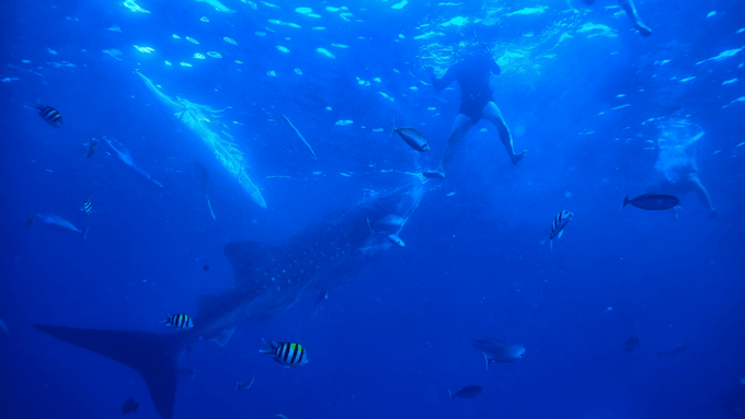 Bicol Philippines: Donsol Sorsogon Whale Shark Interaction - Whale Shark Viewing and Interaction