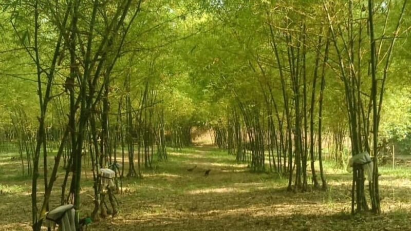 Bicol Philippines: Ultimate Mayon Albay Full Day Joiner Tour - Transportation and Accessibility