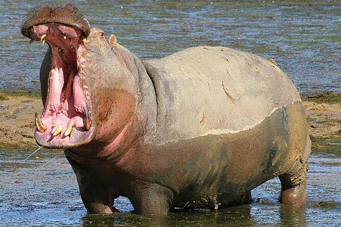 Big 5 Aquila Safari Full Day Tour and Lunch - Safari Experience