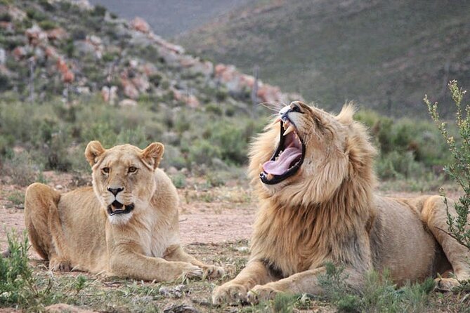 Big 5 Aquila Safari Full Day Tour and Lunch - Pickup and Communication