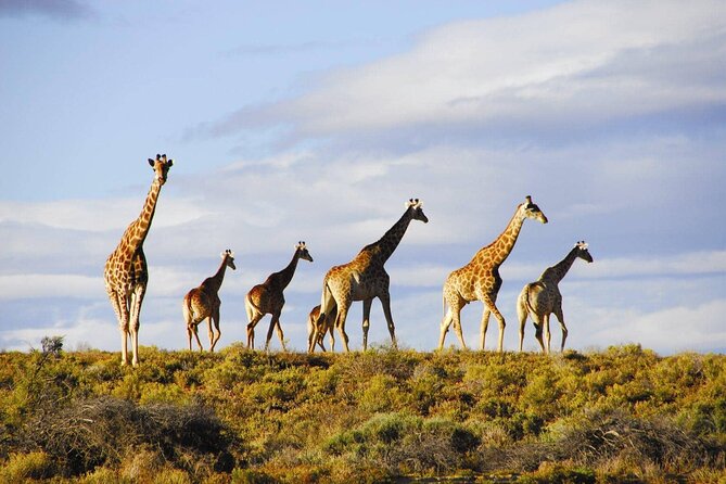 Big 5 Aquila Safari Full Day Tour and Lunch - Additional Information