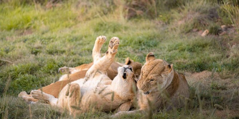 Big 5 Aquila Safari Half Day Tour and Wine Tasting - Activities