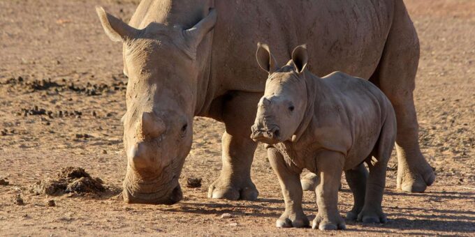 Big 5 Aquila Safari Half Day Tour and Wine Tasting - Frequently Asked Questions