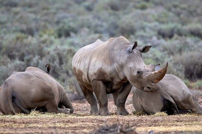 Big 5 Aquila Safari Half Day Tour and Wine Tasting - Cancellation and Booking