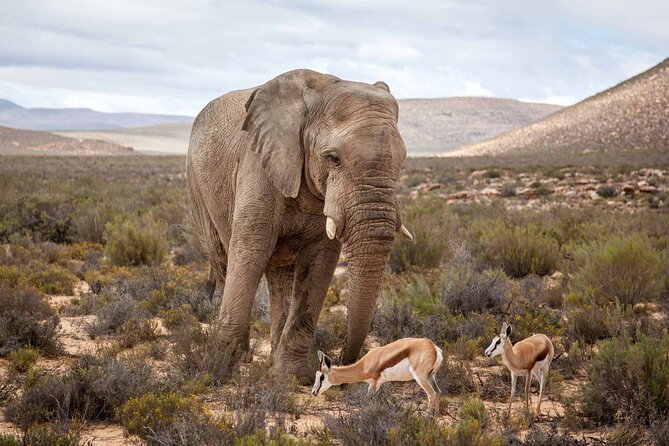 Big 5 Aquila Safari Half Day Tour and Wine Tasting - Safari Experience