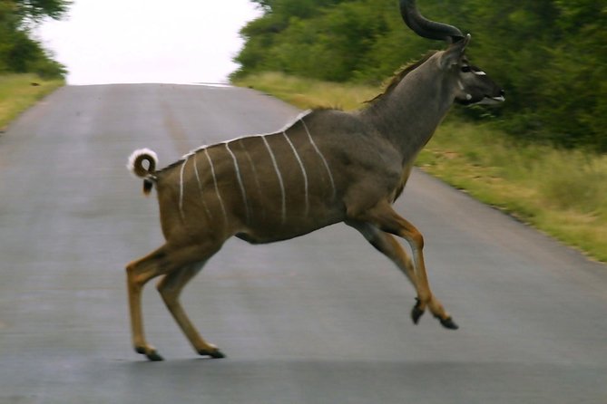 BIG 5 Kruger 3 Days Safari From Johannesburg - Park and Accommodation