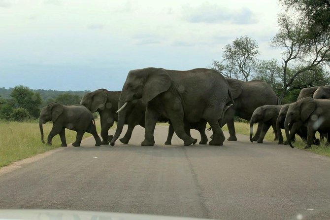 BIG 5 Kruger 3 Days Safari From Johannesburg - Safari Experiences