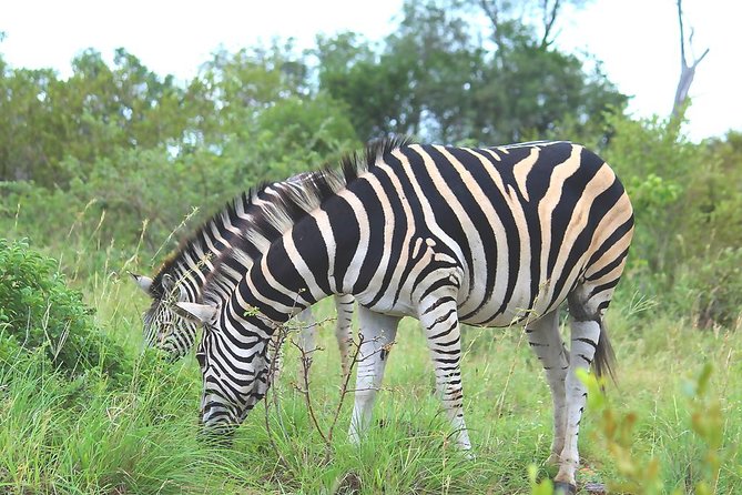 BIG 5 Kruger 3 Days Safari From Johannesburg - Guides and Drivers
