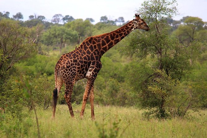 BIG 5 Kruger 3 Days Safari From Johannesburg - Traveler Reviews