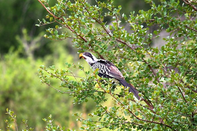 BIG 5 Kruger 3 Days Safari From Johannesburg - Booking and Policies