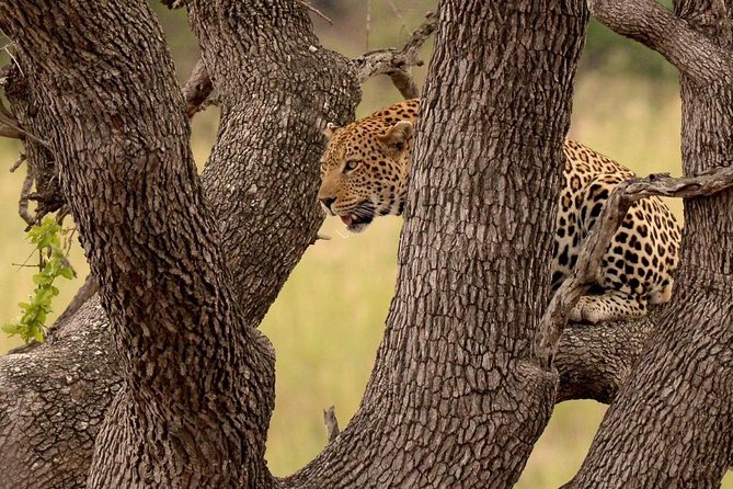 Big 5 Kruger National Park 2 Days Safari From Johannesburg - Transportation Arrangements