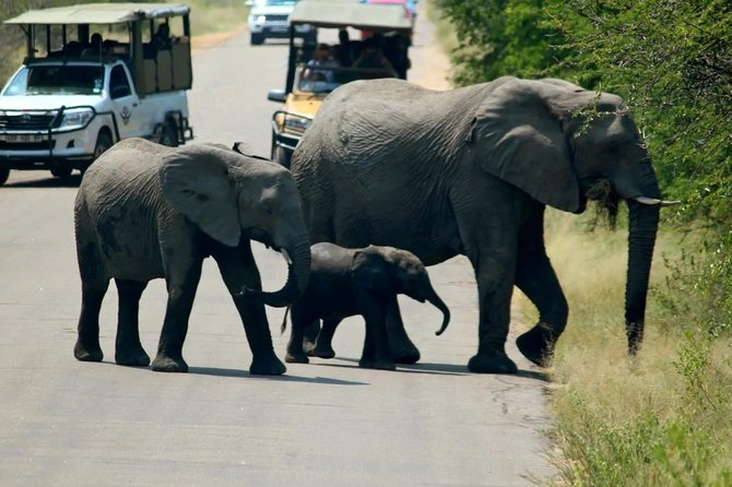 Big 5 Kruger National Park 2 Days Safari From Johannesburg - Additional Information