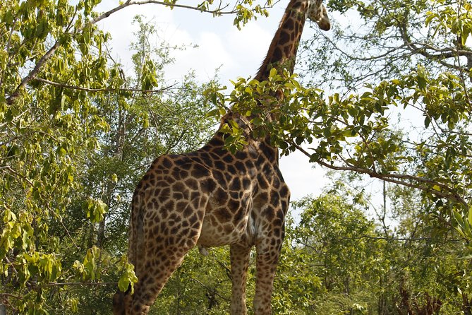 Big 5 Kruger National Park 2 Days Safari From Johannesburg - Guest Testimonials
