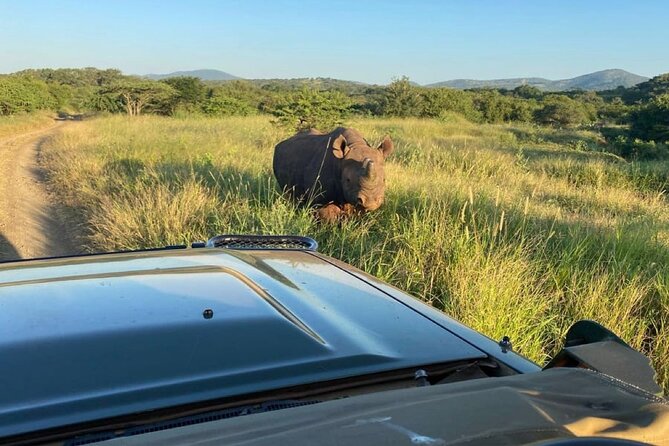Big 5 Luxury Safari at Manyoni Private Game Reserve + Binoculars - Safari Experience Details