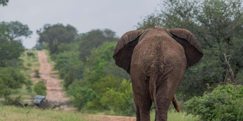 Big 5 Safari Am or Pm - Pricing and Cancellation