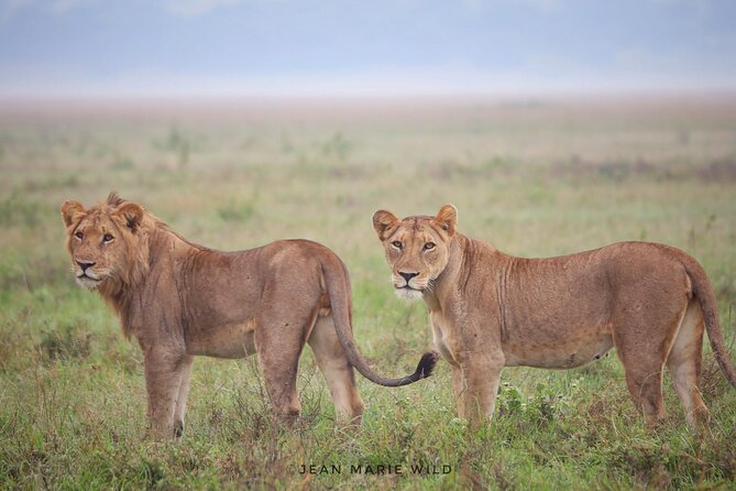Big 5 Safari Day Trip - Key Points