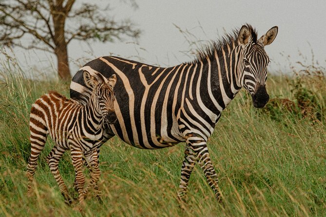 Big 5 Safari Day Trip - Safari Vehicle and Guides