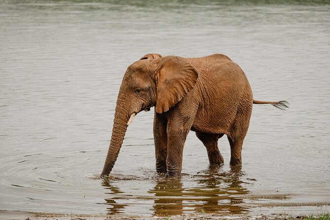 Big 5 Safari Day Trip - Permits and Accessibility