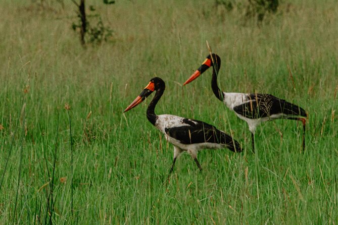 Big 5 Safari Day Trip - Confirmation and Private Tour