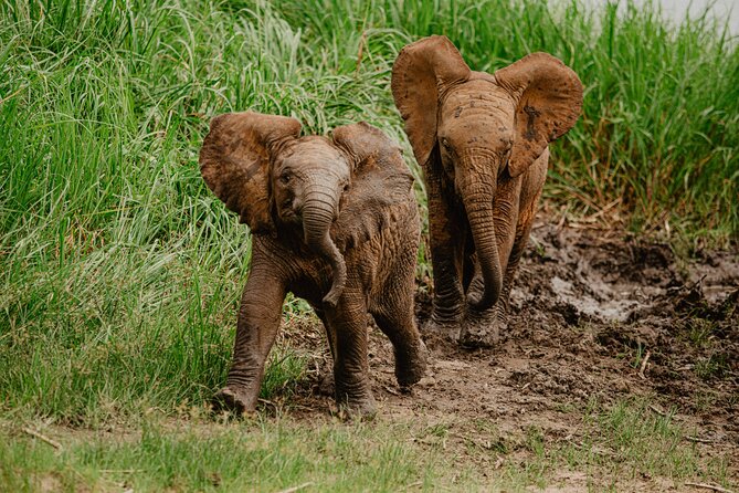 Big 5 Safari Day Trip - Traveler Participation and Infants