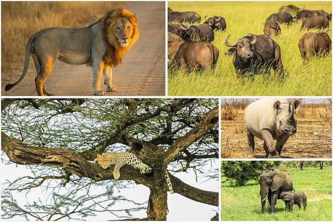 Big 5 Safari Experience at Pilanesberg National Park - Full-Day Tour Itinerary