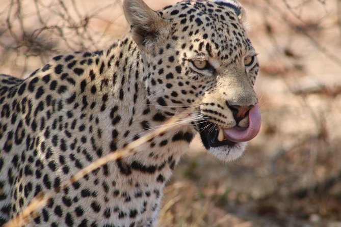 Big 5 Safari Experience at Pilanesberg National Park - Game Drives Explained