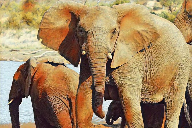 Big 5 Safari Experience at Pilanesberg National Park - Pickup Points and Scheduling