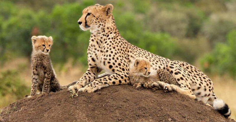 Big 5 Safari, Whale Watching, Robben Island & Table Mountain - Key Points