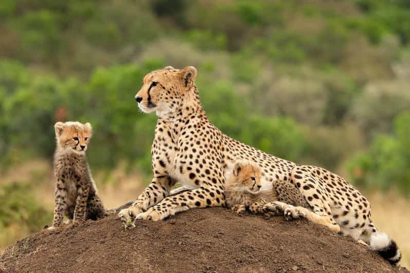 Big 5 Safari, Whale Watching, Robben Island & Table Mountain - Big 5 Safari