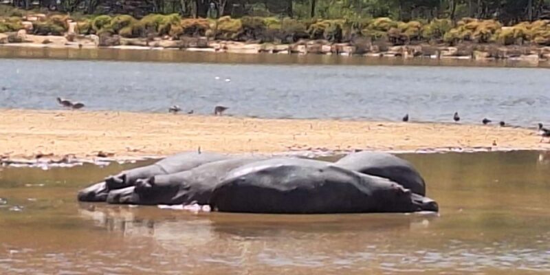 Big 5 Safari, Whale Watching, Robben Island & Table Mountain - Whale Watching
