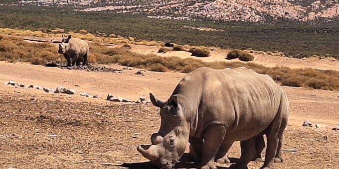 Big 5 Safari, Whale Watching, Robben Island & Table Mountain - Table Mountain